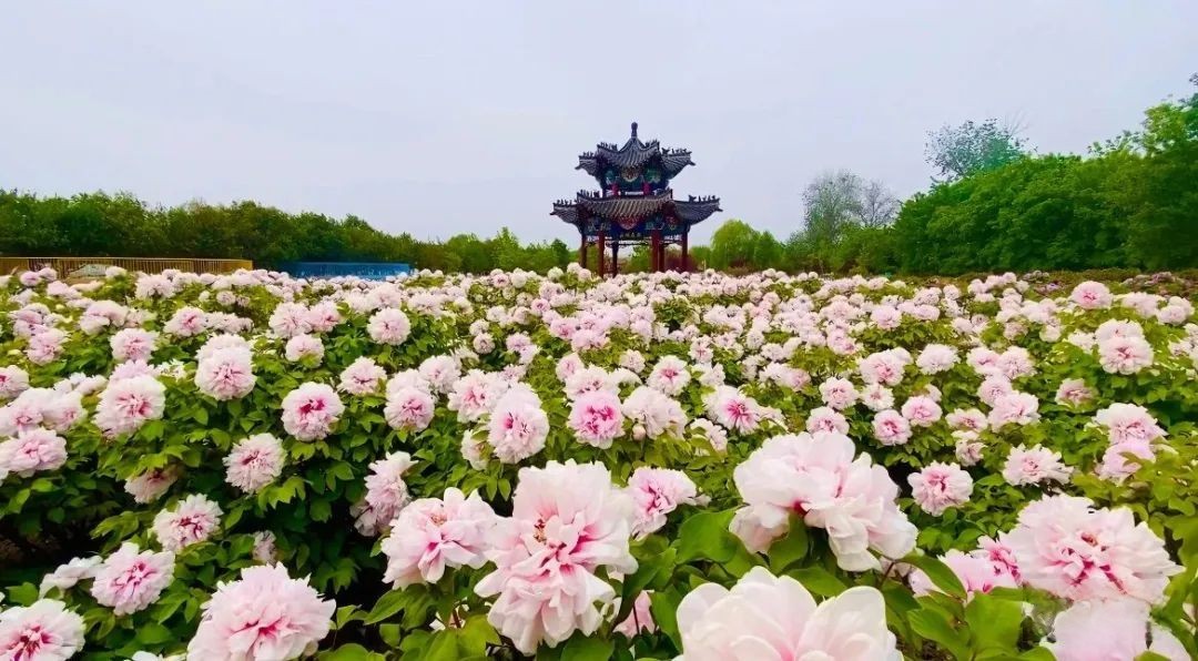 盛世牡丹真國色,百萬奧鈴開新篇,奧鈴Pro閃耀齊魯大地